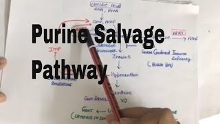 Purine Salvage Pathway and medical conditions associated with it [upl. by Aitnohs]