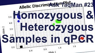 Homozygous vs Heterozygous Samples in qPCR  Ask TaqMan 23 [upl. by Evanthe]