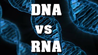 DNA vs RNA  der schnelle Vergleich [upl. by Candi]