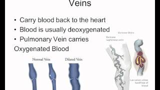 Blood Vessel Video Lessonwmv [upl. by Eanal]