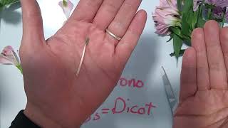 Beginner Botany How to Dissect a Flower at Home and Identify the Flower Parts [upl. by Lleksah]