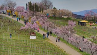 Mandelblütenfest 2023  Gimmeldingen RP [upl. by Shelburne]