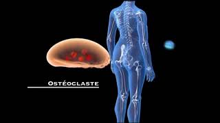 Le remodelage osseux  du normal au pathologique  Dr Hamze [upl. by Epillihp368]