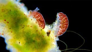 Tardigrades Just Being Tardigrades  Water Bears Under The Microscope [upl. by Ssalguod]