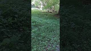 Jewelweed in June medicinalherbs medicinalplants outdoors hiking [upl. by Maitund717]