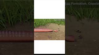 Reproduction In Earthworm 🪱 shorts reproduction biology youtubeshorts Facts [upl. by Malet]