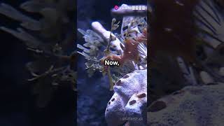 Top 5 strangest fish in the world 🌎 👌 funnycat cat cutepets101 animal [upl. by Cannon234]