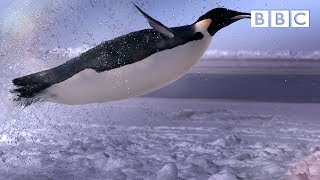 How does a penguin launch itself from the sea  The Wonder of Animals  BBC [upl. by Aretse]