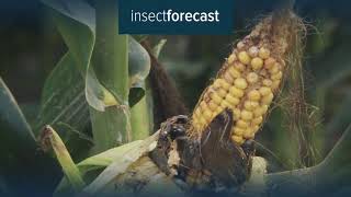 Insect Forecast  Detect the pests in your area [upl. by Aynwad]