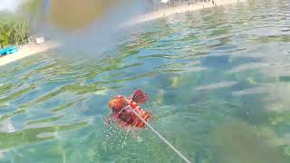 ANILAO BEACH RESORT SPEARFISHING GONE WRONG [upl. by Cade]