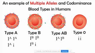 Incomplete vs Codominance Mupltiple Alleles amp Polygenic Inheritance [upl. by Yednarb487]