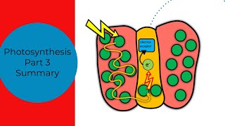 Photosynthesis Summary Part 3Leaving Cert biology [upl. by Cyndy]