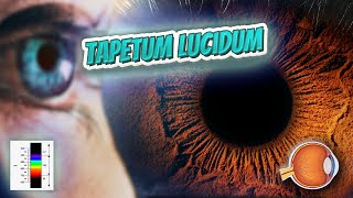 Tapetum lucidum Your EYEBALLS 👁️👁️💉😳💊🔊💯✅ [upl. by Aggi]