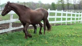 FRIESIAN HORSES [upl. by Anneirb]