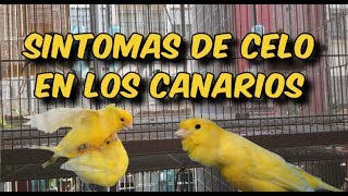 SINTOMAS DE CELO EN LOS CANARIOS ¿como saber si mis canarios están en celo [upl. by Dearborn657]