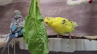 10 Hr Happy Singing amp Eating Parakeet Budgies Birds Reduce Stress of Lonely Quiet Birds [upl. by Shayla343]