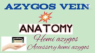 Azygos vein Anatomy Hemi azygos vein Accessory hemi azygos veinAnatomy in nutshell [upl. by Gnehs]