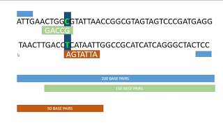 SNP genotyping by TARMSPCR tetraprimer amplification refractory mutation system—PCR genetics [upl. by Franciscka]