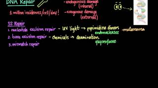 DNA Repair Mechanisms Beautiful USMLE Lectures [upl. by Anerehs]