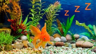 ❤️ Schlaflieder für Baby und Aquarium 🎵 Baby Einschlafmusik [upl. by Yzus]