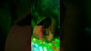 shubunkin goldfish tank shorts funny comedy youtube trending teamsachinnn fish aquarium [upl. by Ryun]