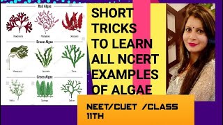 Short trick to learn ncert examples of classes of algae [upl. by Weig]