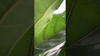 Ficus Lyrata AKA the fiddle leaf fig our plant of the month at Hortology plants green nature [upl. by Barbra]