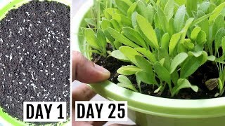 How to Grow Gaillardia from Seeds with UPDATES [upl. by Irtak]