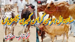 Sahiwal cholistsni Bachriya 2025  SHAUK Wala mall farming ke Liye jarsey cross bachriya  Khushab [upl. by Ennaylime]