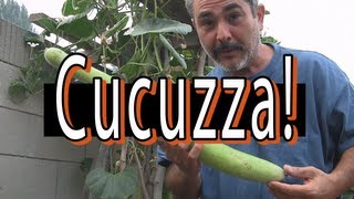 Cucuzza Harvest [upl. by Redna]