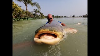 Fishing for Mekong Catfish in Thailand Pangasianodon gigas [upl. by Yenaj]