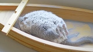 Incredible Chinchilla Dust Bath  Slow Motion 120fps [upl. by Jolyn]