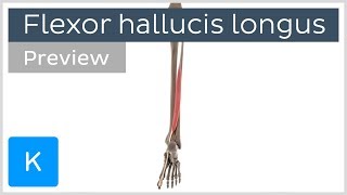 Functions of the flexor hallucis longus muscle preview  3D Human Anatomy  Kenhub [upl. by Ahsirt]