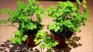 How to Grow Parsley in a Pot from Seed [upl. by Arrimat]