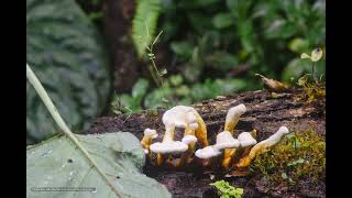 Timelapse Red Reishi  Ganoderma Forest  2 [upl. by Bonns]