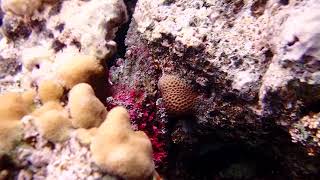 рыбакамень Бородавчатка stonefish Synanceia verrucosa PC050073 [upl. by Ahsenev]