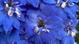 Collecting Pollen And Cross Pollinating Your Delphiniums [upl. by Hsihsa]