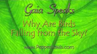 Why are birds falling from the sky  Gaia  Pepper Lewis [upl. by Enaed]