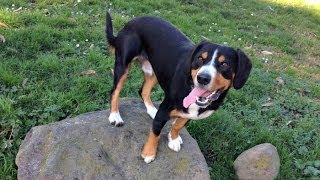 Alfie the Entlebucher Mountain Dog Training Rear End Awareness [upl. by Nilyarg989]