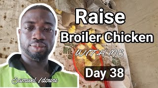 Day 38 How to Raise Broiler Chicken at home [upl. by Elena156]