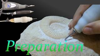 Ammonite preparation From marble block to jewel [upl. by Ihcalam]