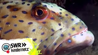 Barschartige Fische bei OLIs Wilde Welt  SWR Kindernetz [upl. by Ynner]