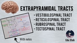 Extrapyramidal Tracts  Descending Tracts  Vestibulo Reticulo Rubro and Tectospinal Tracts [upl. by Irafat]