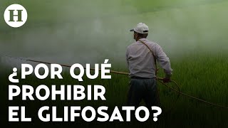 ¿Qué es el glifosato y por qué buscan prohibirlo en México y otras partes del mundo [upl. by Ingvar334]