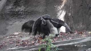 Anteater baby at Saint Louis Zoo [upl. by Lilla940]