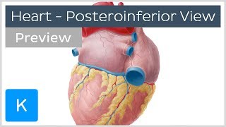 Posteroinferior View of the Human Heart preview  Human Anatomy  Kenhub [upl. by Pepe]