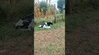 We are chewing cudnew calf cow viral [upl. by Urbain]