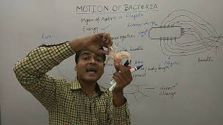 Motion of Bacteria  Bacterial Movement Using Flagella  Bacterial Motility  MCQ on Bacteria [upl. by Iahcedrom]