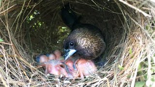 Whiterumped Munia Regurgitation Feed Chicks 2 – Baby Birds Are Moving While Sleeping All Day E106 [upl. by Lleval]