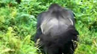 Gorilla Mating in the Wild [upl. by Lashonde]